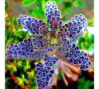 PERZOE 100 Piezas de Semillas de Plantas suculentas Azules, bonsái Ornamental, decoración del balcón del jardín del hogar Semillas de Plantas suculentas Azules