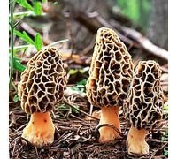 PERZOE 100 Unids Semillas de Morchella, Morels Mushroom Spawn Dry Spores Mycelium Bonsai Semillas de Morchella