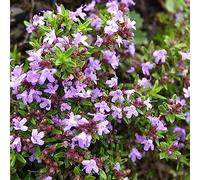 PERZOE 1000 Unids Thymus Vulgaris Semillas De Tomillo Salvaje, Salsa De Hierbas Que Hace Planta De Jardín De Especias Semillas de Timo vulgaris