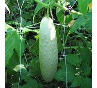 PERZOE 20 Piezas hogar jardín balcón Maceta Vegetal Fruta Planta, Semillas de Pepino Blanco bonsái Semillas de Pepino