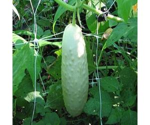 PERZOE 20 Piezas hogar jardín balcón Maceta Vegetal Fruta Planta, Semillas de Pepino Blanco bonsái Semillas de Pepino