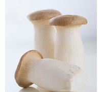 PERZOE 200 Piezas de Semillas de Pleurotus Eryngii, Planta de Granja de jardín Vegetal de Hongos deliciosos Semillas de Pleurotus Eryngii