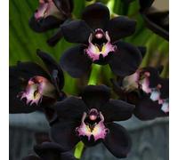 PERZOE 200 Unids/Bolsa Semillas de Orquídeas, Semillas de Flores de Regalo de Jardinería de Buena Cosecha Natural No OGM para el Hogar Semillas