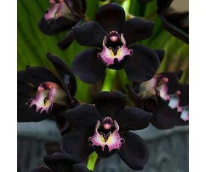 PERZOE 200 Unids/Bolsa Semillas de Orquídeas, Semillas de Flores de Regalo de Jardinería de Buena Cosecha Natural No OGM para el Hogar Semillas