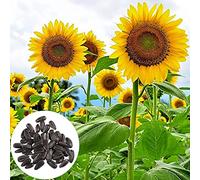 PERZOE 200 Unids Semillas De Girasol Crecimiento Rápido Plantación Al Aire Libre Semillas De Girasol Gigantes para El Hogar Jardín Patio Decoraton Semillas