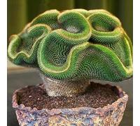 PERZOE 30/60 Piezas de Semillas de Cactus Raras, decoración de bonsái de Adorno de Oficina en casa de Plantas suculentas Semillas de Cactus 30 Piezas