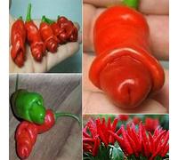 PERZOE 30 Piezas de Semillas de Chile de pene de Pimienta pornográfica, decoración Especial de jardín de Plantas Vegetales Semillas de Pimiento# 30 Piezas