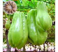 PERZOE 30 Unids/Bolsa Semillas de Chayote, Sin Daño Partículas Regordetas Alta Tasa de Germinación Plantación Hortícola Productiva Sechium Edule Natural Semillas Vegetales Suministros de Jardine