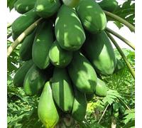 PERZOE 8 Piezas de Semillas Dulces, Frutas, Plantas de árbol de melón para el hogar, decoración de Granja de bonsái para jardín Semillas De Papaya