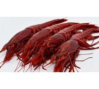 Pescadería Premium - Pescado y Marisco Fresco de Lonja - Cosecha Privada (1 Kg, Carabinero Grande)