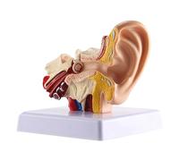 Pesfehhy 1.5X Modelo de AnatomíA del OíDo Humano - Modelo de SimulacióN de Estructura de OíDo Interno de Escritorio Profesional para EducacióN