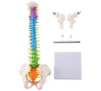 Pesfehhy 45 Cm con PéLvica AnatomíA AnatomíA Columna Vertebral MéDica Recursos de EnseñAnza Del Modelo de Columna Vertebral para Estudiantes de Medicina