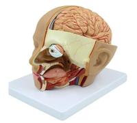 Pesfehhy Modelo de Anatomía de la Cabeza, Anatomía de Sección Transversal del Cerebro para, Aula, Educación, Aprendizaje, Exhibición de Enseñanza