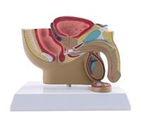 Pesfehhy Vejiga de PróStata Testicular de SeccióN Sagital PéLvica Masculina 1:2 Modelo de System Urinario Rectal