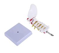 Pesfehhy Vértebra Cervical Arteria Columna Vertebral Nervios Vertebrales Modelo Anatómico Anatomía para la Estudio en el Aula Exhibición Doctora Modelo