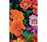 Petal Palette: A Vibrant Flower Journal: A Bright & Colorful 200-Page Lined Notebook for Notes, Doodles, Lists, Journaling, Travel, Creative Writing, ... Ideas, and More | 6” x 9” Glossy Softcover