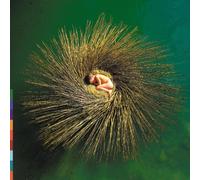 Peter Gabriel – OVO – Realworld