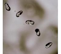 Peter Gabriel - Up by Peter Gabriel (2003-05-02)