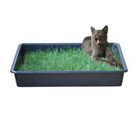Petground, Arenero para gatos, Cama de Césped natural, Hierba gatera, Alfombra olfativa, XL