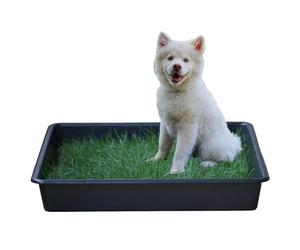 PetGround Empapador Ecológico para Perros, Alfombrilla de Césped Natural, Inodoro, Reutilizable, Caja Impermeable, Pack XXL (80cm x 80cm)