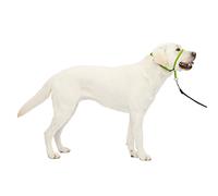 PetSafe Collar de Cabeza DVD de Entrenamiento (Idioma español no garantizado)