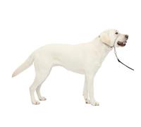 PetSafe Collar de Cabeza DVD de Entrenamiento (Idioma español no garantizado)