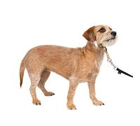 PetSafe Collar de Cabeza DVD de Entrenamiento (Idioma español no garantizado)