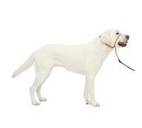 PetSafe Collar de Cabeza DVD de Entrenamiento (Idioma español no garantizado)