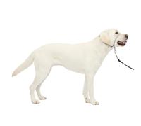PetSafe Collar de Cabeza DVD de Entrenamiento (Idioma español no garantizado)
