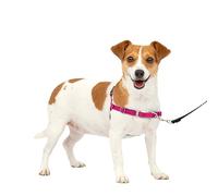 PetSafe Easy Walk - Arnés para Perro, arnés sin tirones, Frambuesa/Gris, pequeño