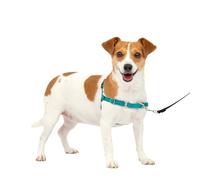 PetSafe Easy Walk Arnés para Perro, Verde Azulado, S