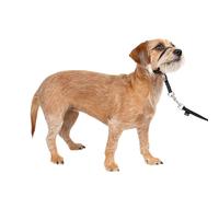 PetSafe Easy Walk - Bozal para Perros, Collar de Cabeza Antitirones Para Perros, Ajustable, Acolchado, Con Correa De Paseo Incluida, Negro, S