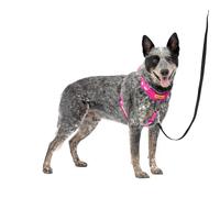 PetSafe Easy Walk Comfort - Arnés antitirones de adiestramiento, Acolchado Todo el Cuerpo, Resistente, 5 Puntos de Ajuste, Ribete Reflectante, Hebillas de Cierre rápido, asa, Uso Diario, Rosa, M/L