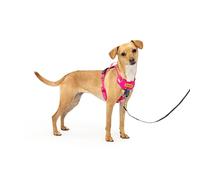 PetSafe Easy Walk Comfort - Arnés antitirones de adiestramiento, Acolchado Todo el Cuerpo, Resistente, 5 Puntos de Ajuste, Ribete Reflectante, Hebillas de Cierre rápido, asa, Uso Diario, Rosa, XS