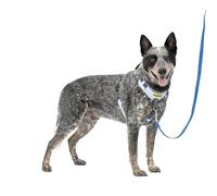 PetSafe Easy Walk Comfort - Arnés para perro sin tirones, acolchado de cuerpo completo, mejores paseos en el primer uso, 5 puntos de ajuste, talla M/L, color azul