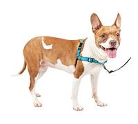 PetSafe Easy Walk Deluxe Arnés Antitirones para Perros, Adiestramiento de Perros, Evita Asfixia, Azul, Mediano, M