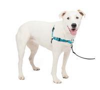 PetSafe Easy Walk Deluxe Arnés Antitirones para Perros, Adiestramiento de Perros, Evita Asfixia, Azul/negro, Mediano/Grande, M/L