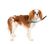 PetSafe Easy Walk Deluxe Arnés Antitirones para Perros, Adiestramiento de Perros, Evita Asfixia, Azul, Pequeño, S