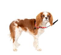 PetSafe EWH-D-HC-S-RSE Arnés Deluxe Easy Walk, pequeño, Rosa, Nailon, Rose/Negro