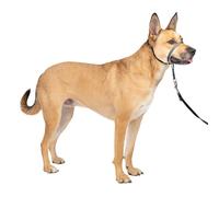 PetSafe Gentle Leader - Collar para la Cabeza de Perro sin tirones, la solución definitiva para Tirar, redirige los tirones de tu Perro para Paseos más fáciles, te Ayuda a recuperar el Control,