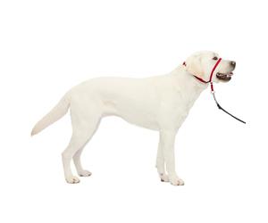 PetSafe GL-Q-HC-L-Red Gentle Leader-Collar para Cabeza con DVD de Entrenamiento, Grande, 60-130 Libras, Color Rojo, Neopreno de Nailon, Rosso, Large 60-130 LB