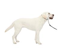 PetSafe GL-Q-HC-L-SLV Collar de Cabeza de líder Suave, Nailon, Plata