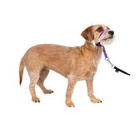PetSafe GL-Q-HC-M-Red Collar de Cabeza de líder Suave, Nailon, Morado Profundo, S