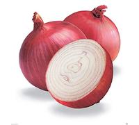 Petsdelite - Semilla de cebolla grano roja (1500 semillas)