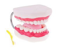 PETSOLA Boca Humana Dientes Dientes Lengua Modelo Enseñanza Herramientas Ampliación 6X