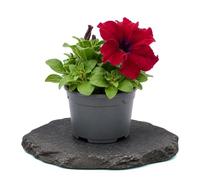 Petunia Hybrida - DECOALIVE - Petunia Mix Temporada - Maceta 10 cm - 15-20 cm de Altura - para Jardines y Patios