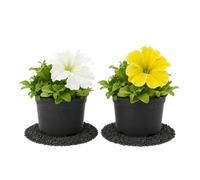 Petunia Hybrida - DECOALIVE - Petunia Mix Temporada - Pack de 2 Plantas - Maceta 10 cm - 15-20 cm de Altura - para Decoración Exterior