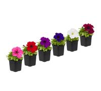 Petunia Hybrida - DECOALIVE - Petunia Mix Temporada - Pack de 6 Plantas - Maceta 10 cm - 15-20 cm de Altura - para Decoración Exterior