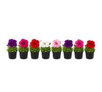 Petunia Hybrida - DECOALIVE - Petunia Mix Temporada - Pack Óctuple - Maceta 10 cm - 15-20 cm de Altura - para Decoración Natural