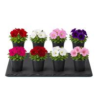 Petunia Hybrida - DECOALIVE - Petunia Mix Temporada - Set de 8 Unidades - Maceta 10 cm - 15-20 cm de Altura - para Rincones Exteriores